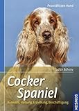 Cocker Spaniel: Auswahl, Haltung, Erziehung, Beschäftigung